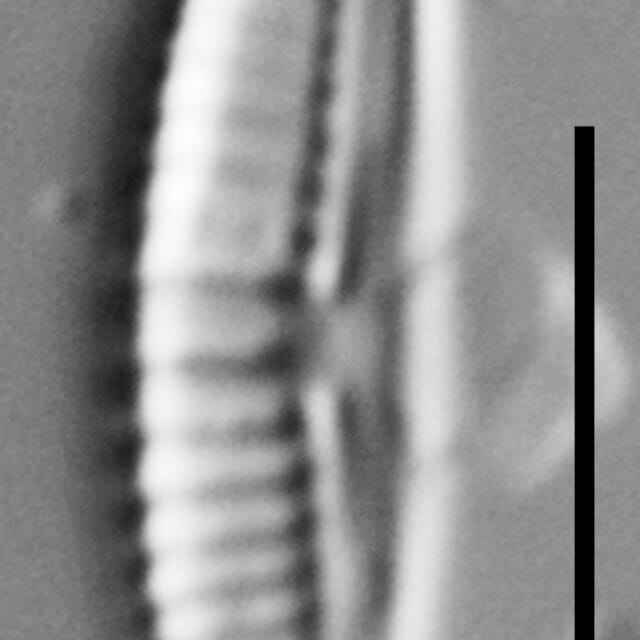 Halamphora subtilis LM1