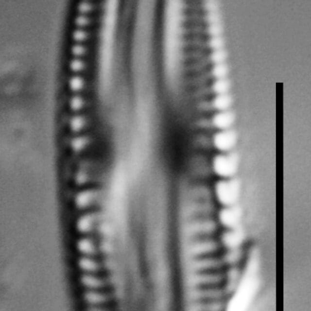 Halamphora subtilis LM13