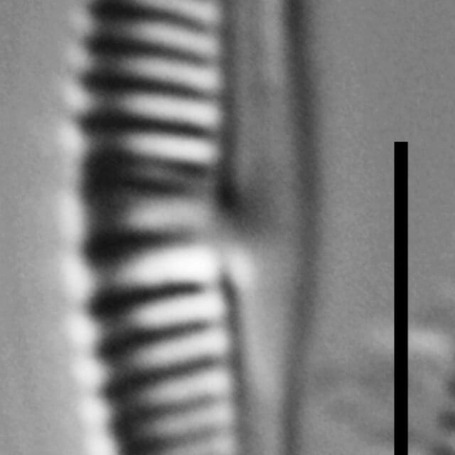 Halamphora subtilis LM14