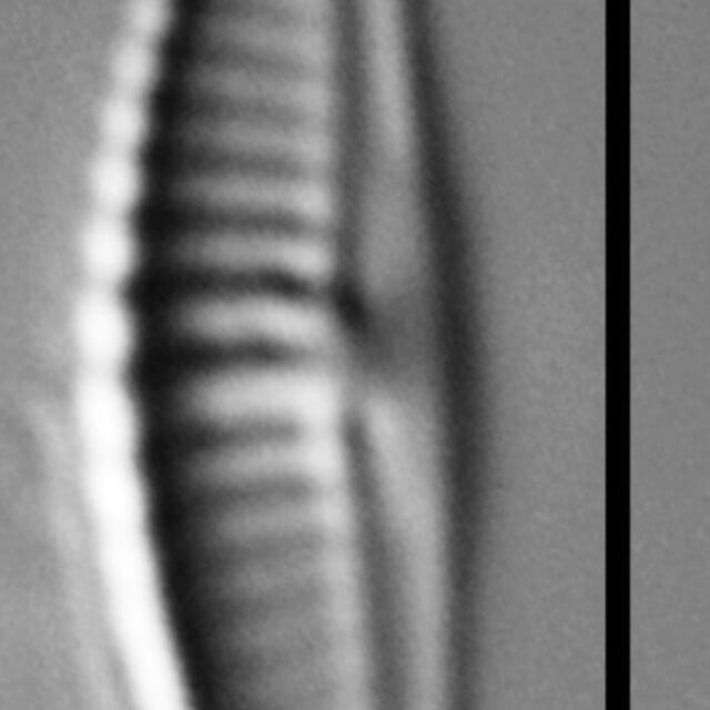 Halamphora subtilis LM17