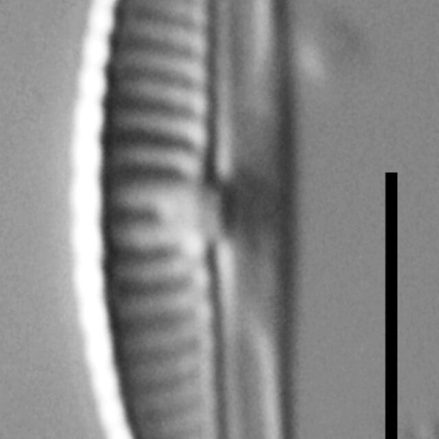 Halamphora subtilis LM2