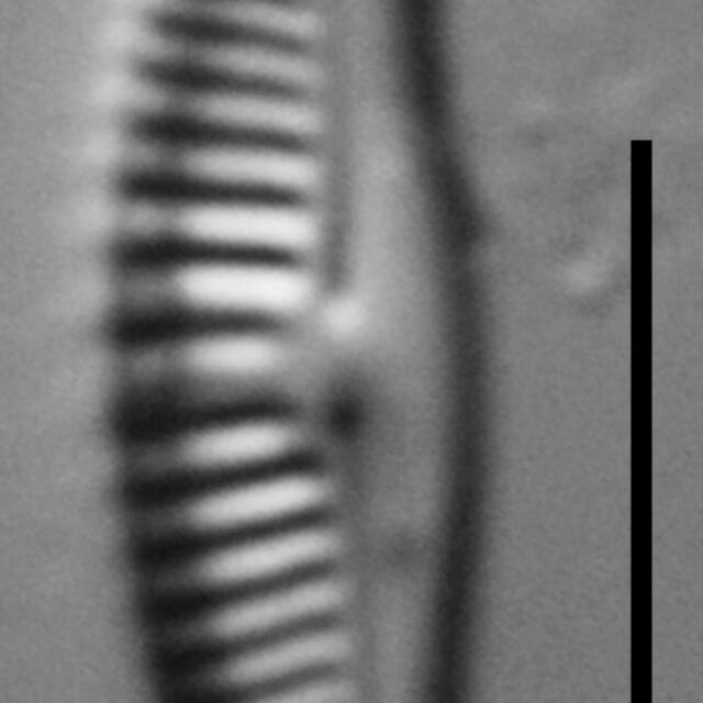 Halamphora subtilis LM5