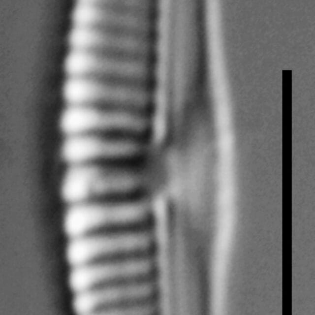 Halamphora subtilis LM6