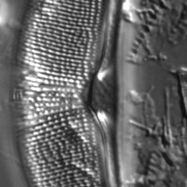 Halamphora Subcapitata   0013