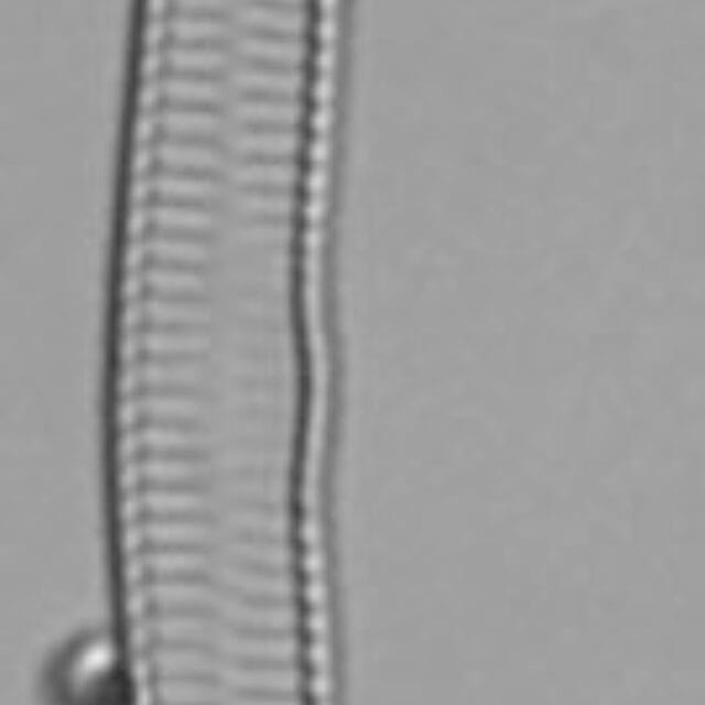 Hannaea linearis LM7