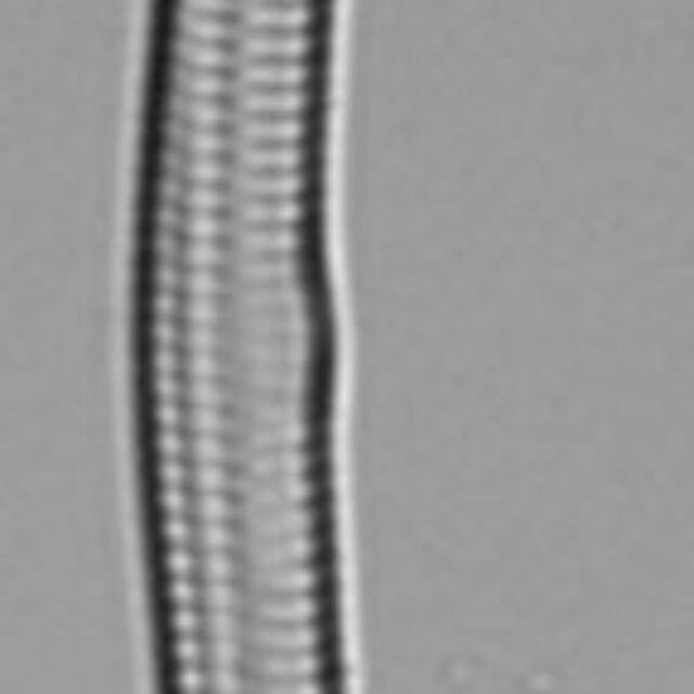 Hannaea linearis LM1