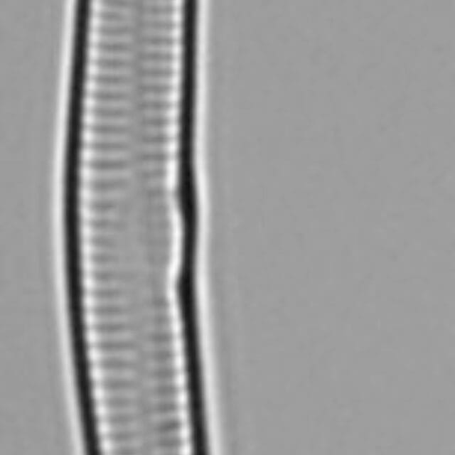 Hannaealinearis UVM2022001 Dr Breck Bowden KR0003