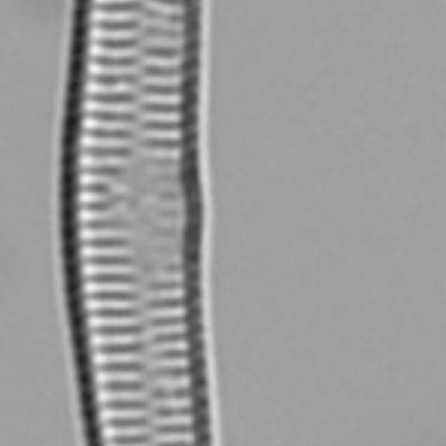 Hannaealinearis UVM2022001 Dr Breck Bowden KR0004