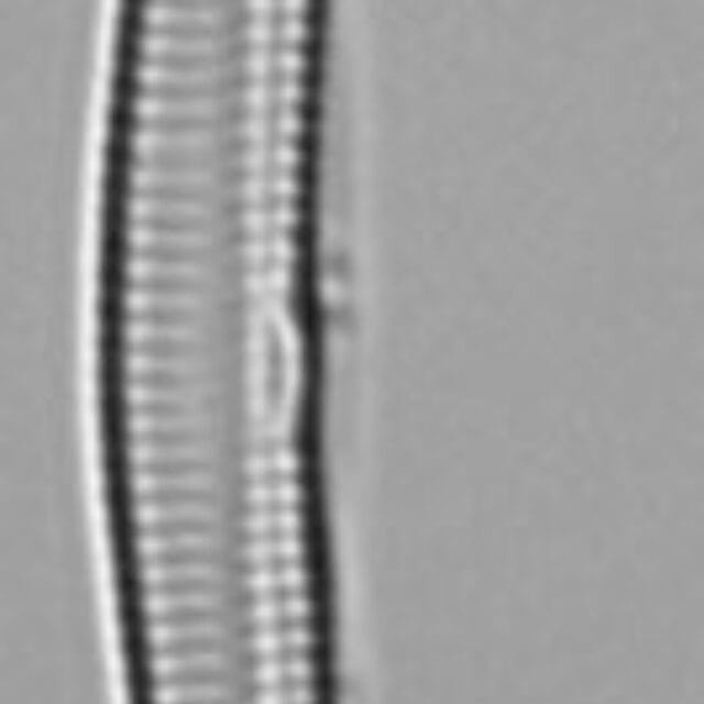 Hannaea linearis LM5