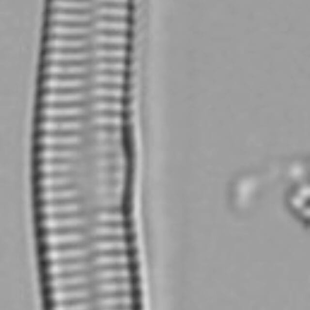 Hannaealinearis UVM2022001 Dr Breck Bowden KR0006