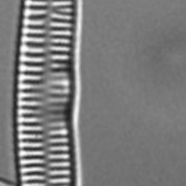 Hannaea linearis LM6