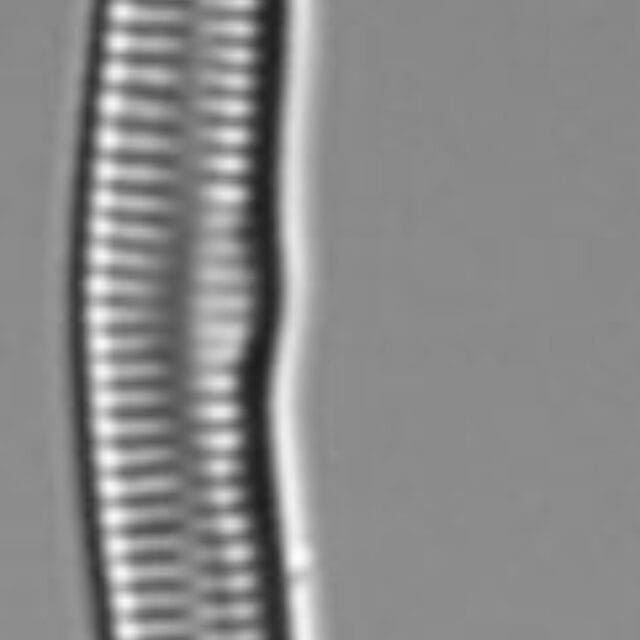 Hannaea linearis LM4