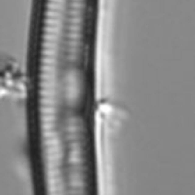 Hannaea linearis LM2