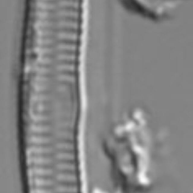 Hannaea linearis LM3