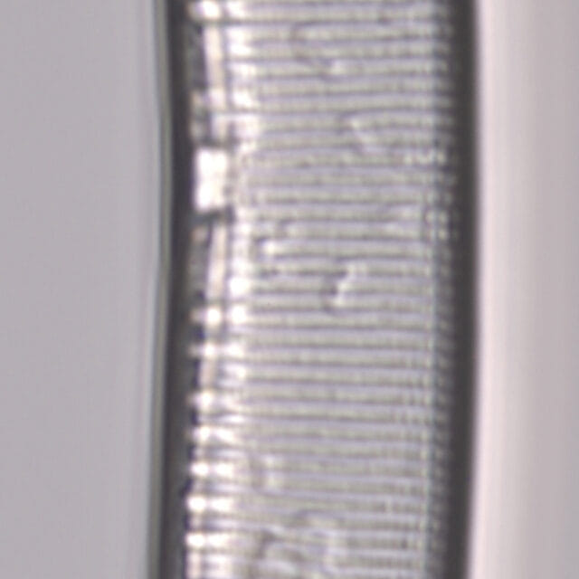 Hantzschia elongata 2579 c specimen1