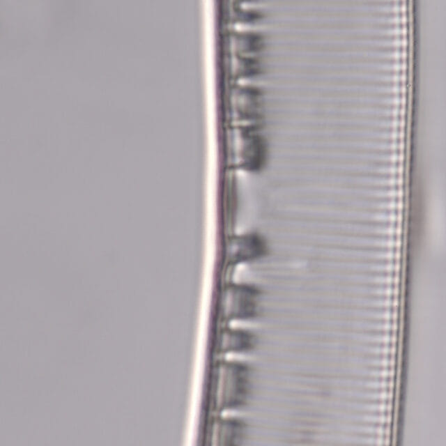 Hantzschia elongata 2579 c specimen2