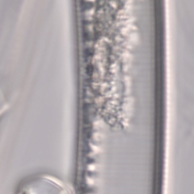 Hantzschia elongata 2600 c specimen3