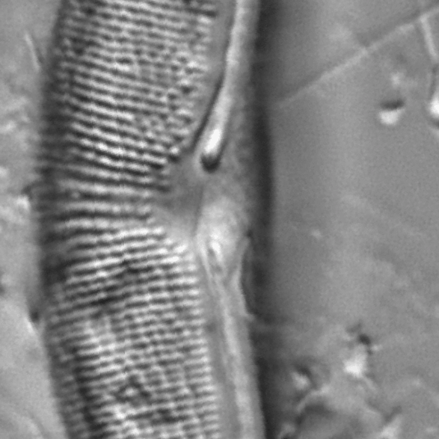 Halamphora elongata LM2