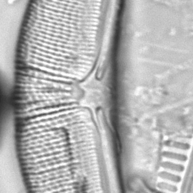 Halamphora elongata LM3