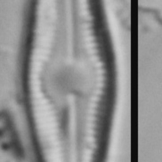 Humidophila Perpusilla Me10009 B 101317 137 C