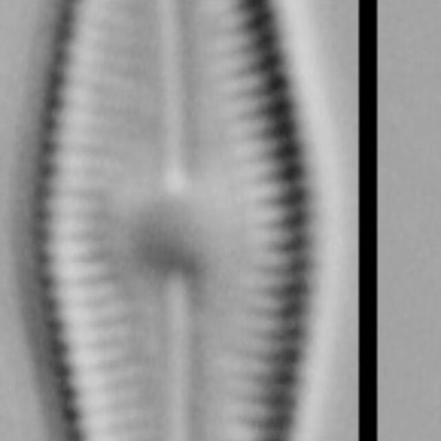 Humidophila Perpusilla Me10043 A 110117 48 C