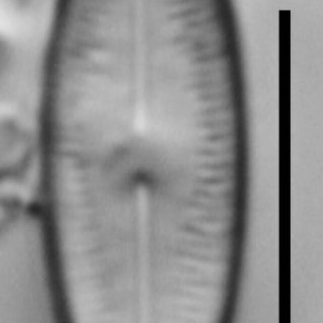 Humidophila Perpusilla Nh10063 A 121117 60 C