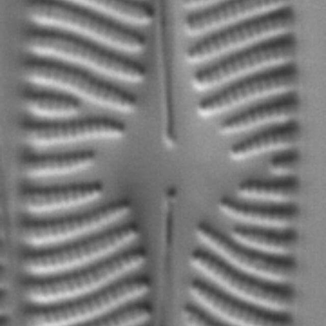 Navicula radiosa LM6