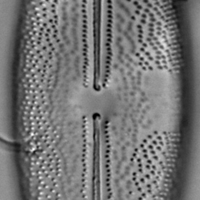 Ill 16Eileen 06062015 03 Cl