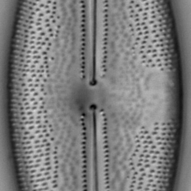 Ill 16Nick 06062015 02 Cl