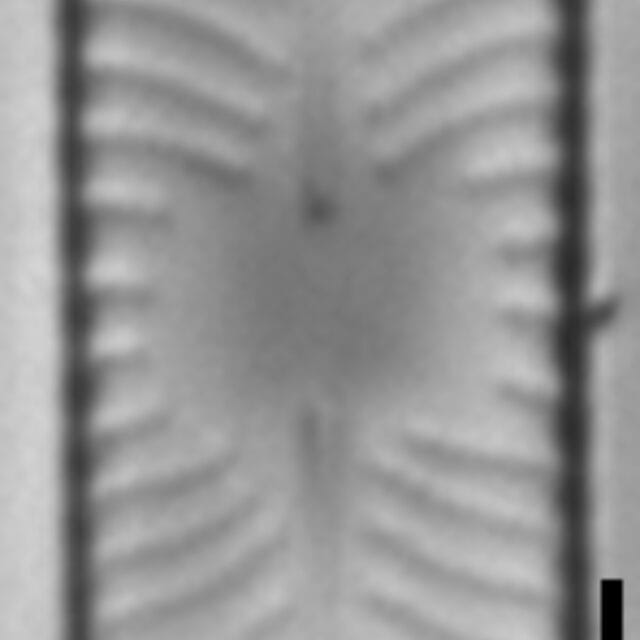 Placoneis paraelginensis LM2