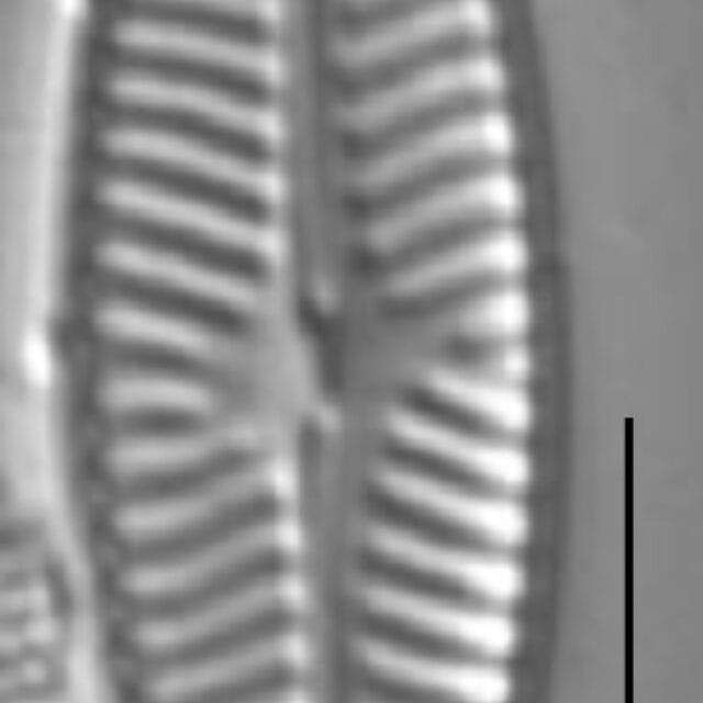 Navicula antonii LM6