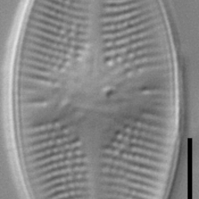 Psammothidium lacustre LM3