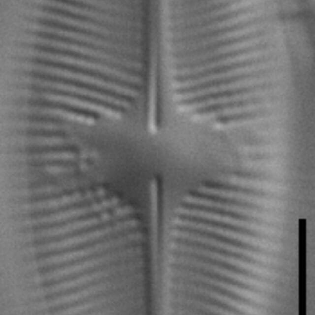 Psammothidium lacustre LM5