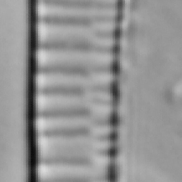 Fragilariforma bicapitata LM2
