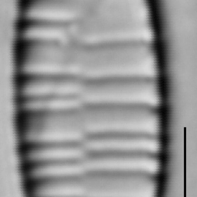 Fragilariforma bicapitata LM4