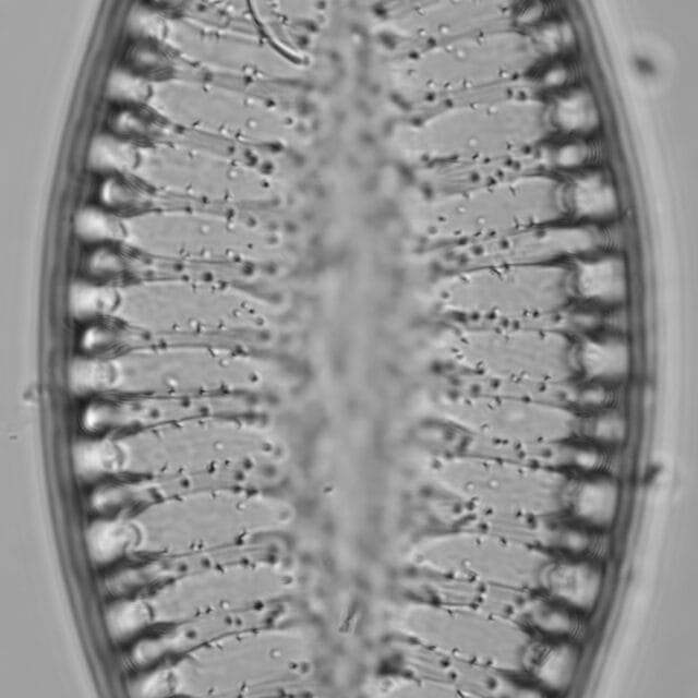 Iconella bifrons LM3