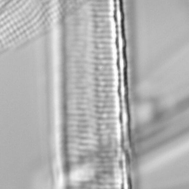 Iconella curvula LM1