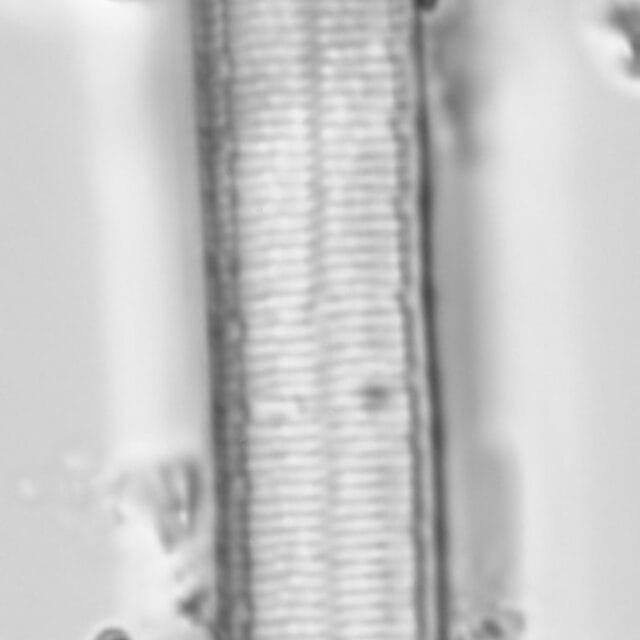 Iconella curvula LM2