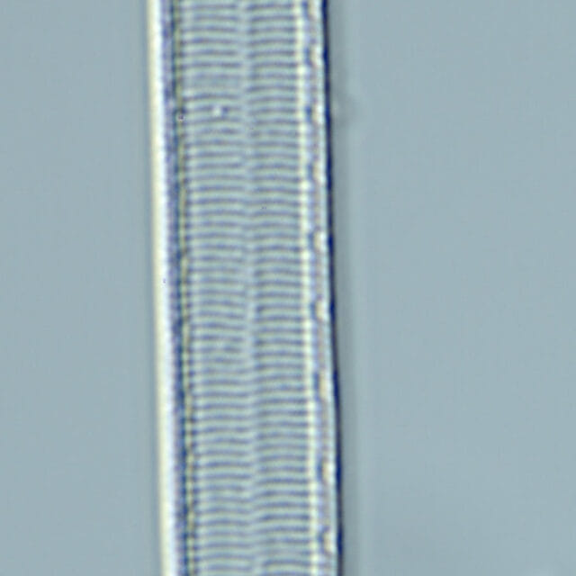 Iconella curvula 03 ILL1144 1145