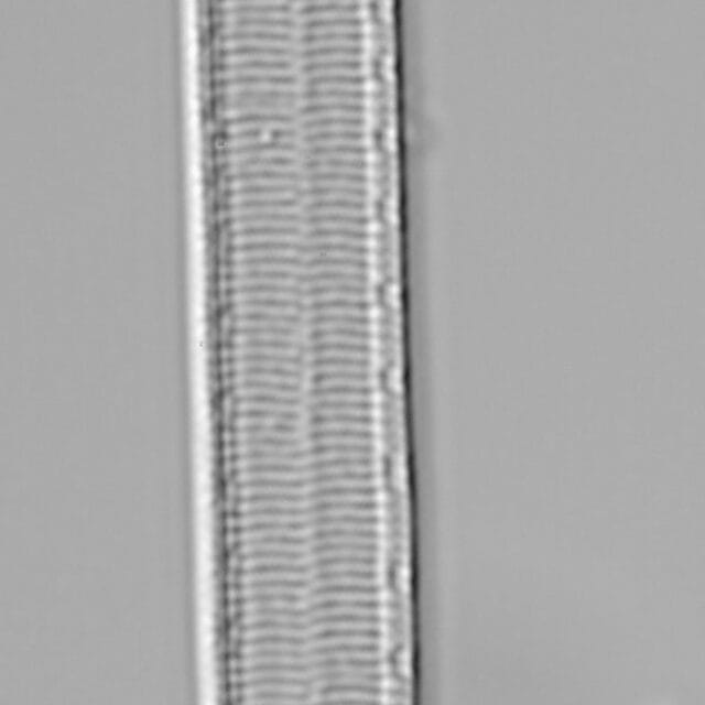 Iconella curvula LM3