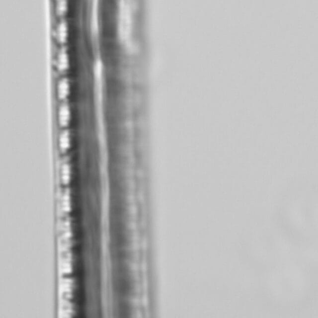 Iconella curvula LM4