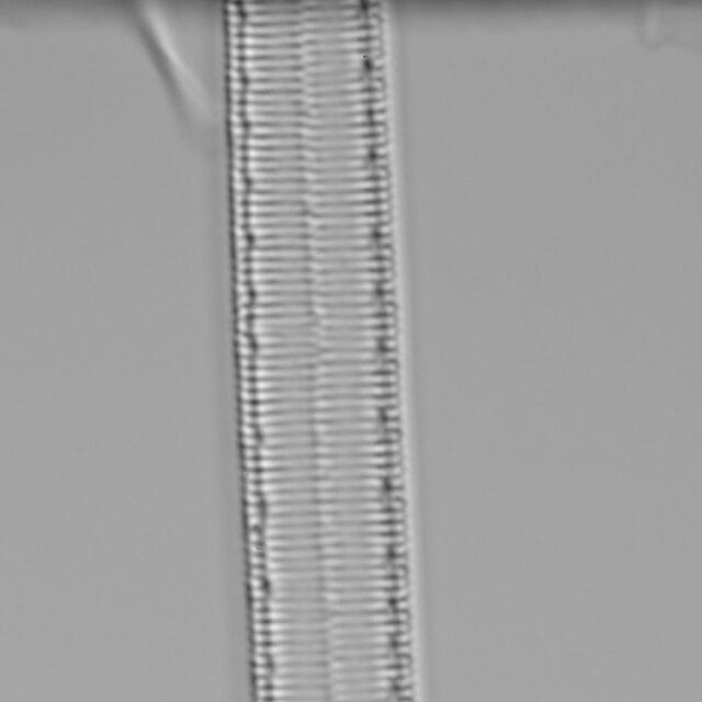 Iconella curvula LM5