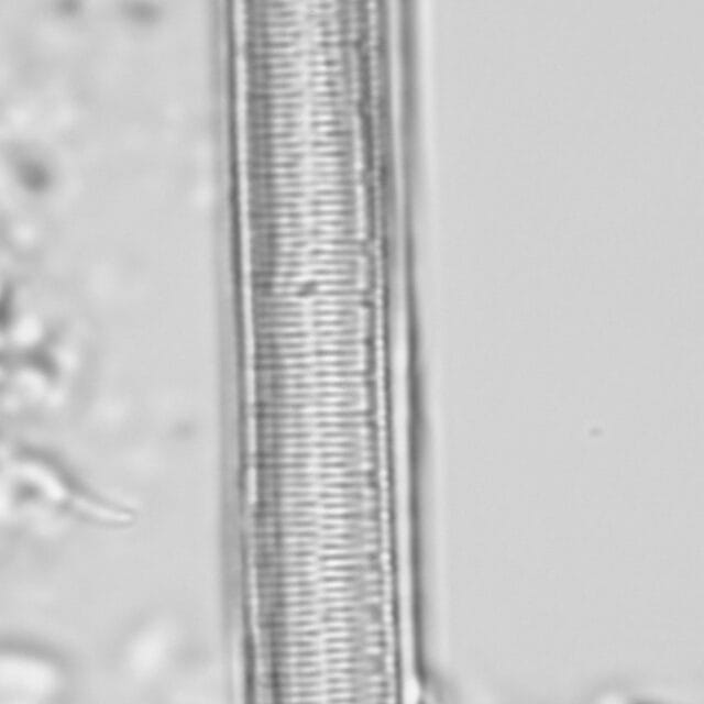 Iconella curvula LM6