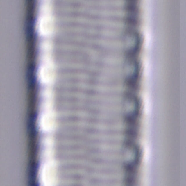 Iconella delicatissima Brant 1144 45 2