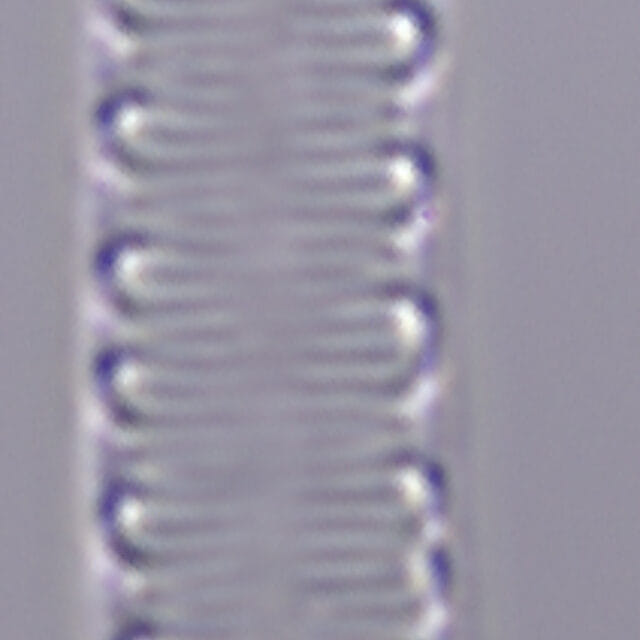 Iconella delicatissima Brant 1144 45 3