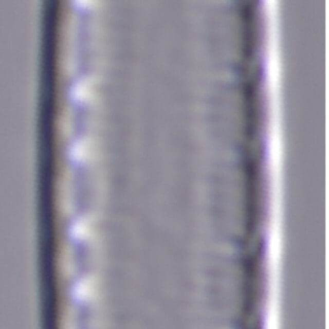 Iconella delicatissima Brant 1144 45 7