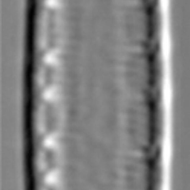 Iconella gracilis Brant 1144 45 7