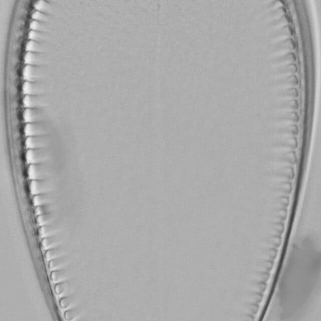 Iconella guatimalensis LM3