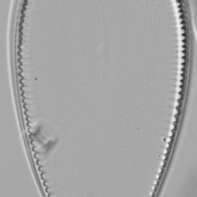 Iconella guatimalensis LM6