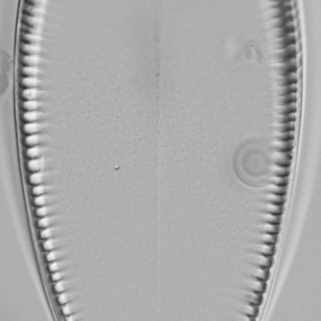 Iconella guatimalensis LM7